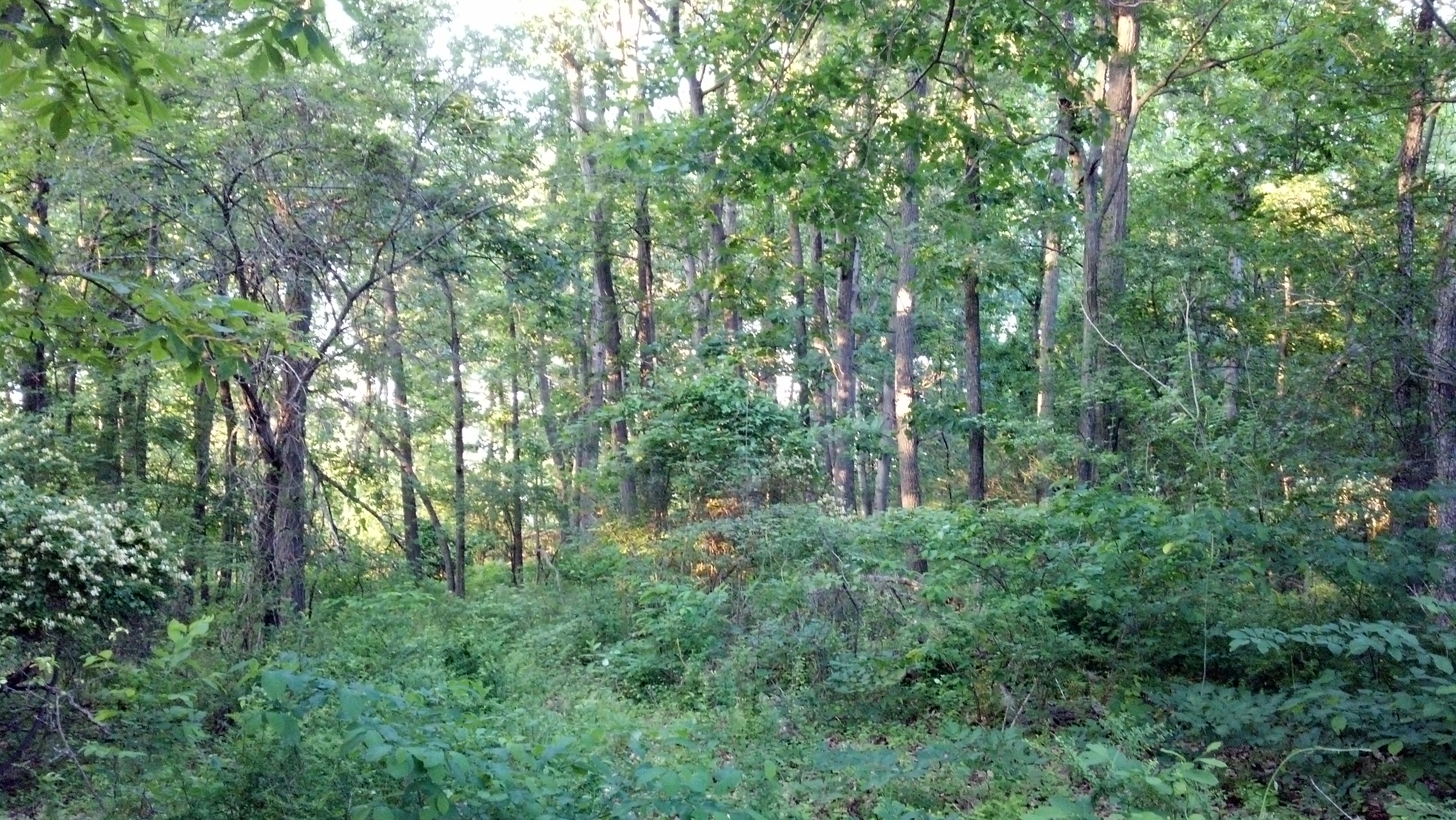 Lush woods